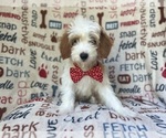 Image preview for Ad Listing. Nickname: Benji
