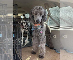 Sterling - Male Poodle (Standard)-Unknown Mix Dog for Adoption - Photo #4