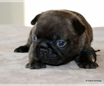 Small #10 French Bulldog