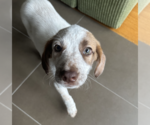 Small #2 Mutt