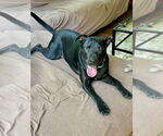 Small #9 American Staffordshire Terrier-Labrador Retriever Mix