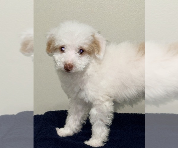 Medium Photo #17 Pom-A-Poo Puppy For Sale in OWINGS, MD, USA