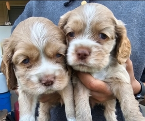 Cocker Spaniel Puppy for sale in HARKER HEIGHTS, TX, USA