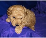 Small Photo #20 Poodle (Toy) Puppy For Sale in CARTHAGE, MO, USA