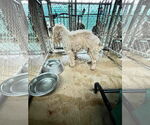 Small #2 Goldendoodle