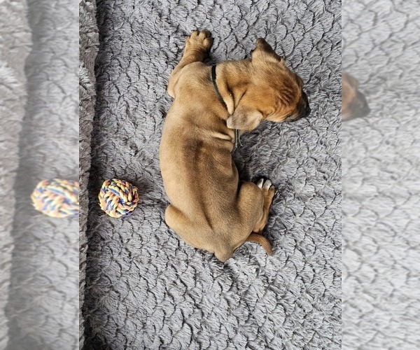 Medium Photo #13 Rhodesian Ridgeback Puppy For Sale in BUMPASS, VA, USA