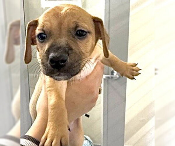 Medium Photo #2 Plott Hound-Unknown Mix Puppy For Sale in Houston, TX, USA