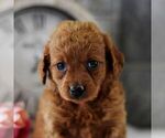 Small Photo #4 Goldendoodle (Miniature) Puppy For Sale in HOWARD, PA, USA