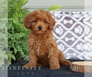 Cavapoo Puppy for sale in PARKESBURG, PA, USA