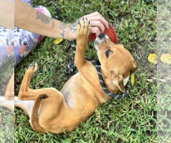 Medium Photo #2 Dachshund-Unknown Mix Puppy For Sale in Yardley, PA, USA
