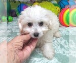Small #2 Maltipoo