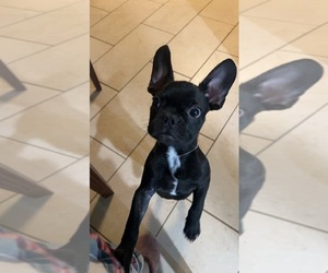 French Bulldog Puppy for sale in NORTH HAVEN, CT, USA