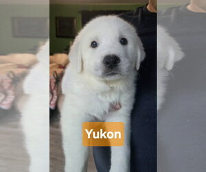 Great Pyrenees Dogs for adoption in Spring, TX, USA