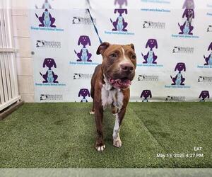 American Pit Bull Terrier Dogs for adoption in Orlando, FL, USA