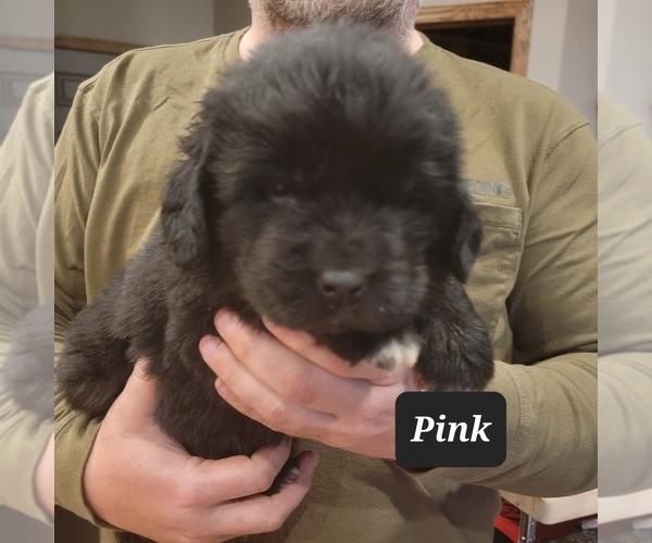 Medium Photo #2 Newfoundland Puppy For Sale in BERESFORD, SD, USA