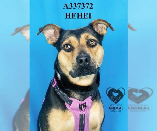 Medium Photo #2 Rottweiler Puppy For Sale in Stockton, CA, USA