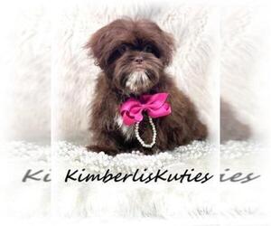 Shih-Poo Puppy for sale in LIPAN, TX, USA