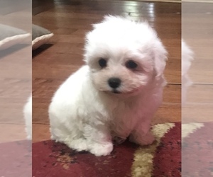 Maltese Puppy for sale in DERIDDER, LA, USA
