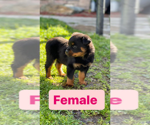 Rottweiler Puppy for sale in ELDERWOOD, CA, USA
