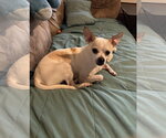 Small #1 Chihuahua Mix