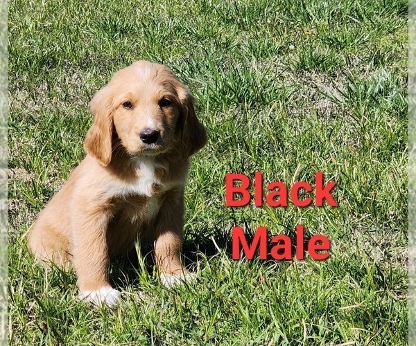 Medium Photo #22 Goldendoodle Puppy For Sale in CLARKSVILLE, TX, USA