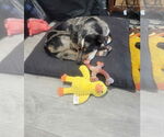 Small #2 Mutt