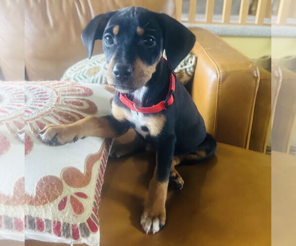 Medium Photo #5 Jack Russell Terrier-Unknown Mix Puppy For Sale in St. Louis Park, MN, USA