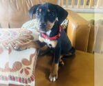 Small #4 Jack Russell Terrier Mix