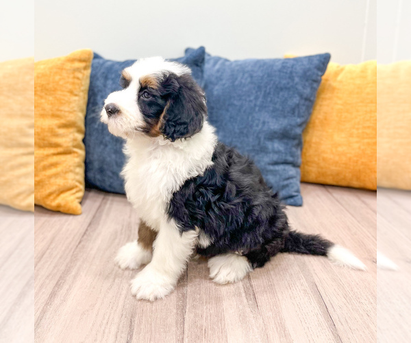 Medium Photo #3 Bernedoodle (Miniature) Puppy For Sale in DUNDEE, OH, USA
