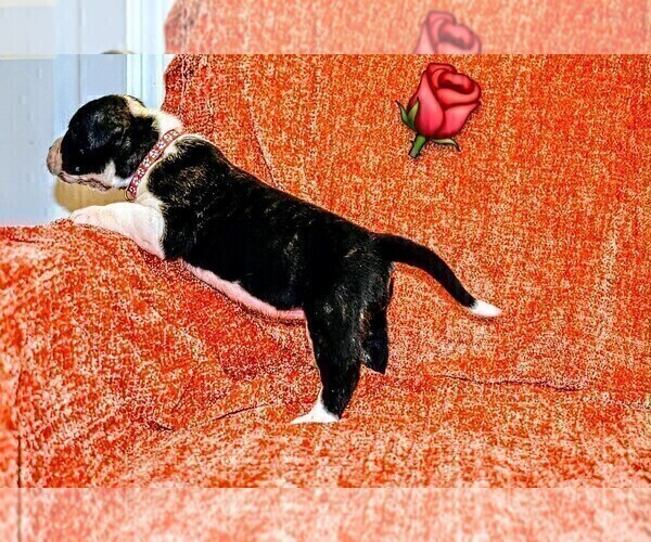 Medium Photo #44 Presa Canario Puppy For Sale in PHILADELPHIA, PA, USA