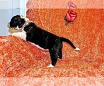 Small #1 Presa Canario