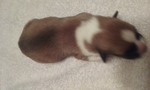Medium Photo #1 Pembroke Welsh Corgi Puppy For Sale in PUNTA GORDA, FL, USA