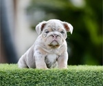 Small English Bulldog