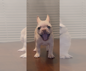 French Bulldog Puppy for sale in ZOLFO SPRINGS, FL, USA