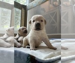 Small #14 Labrador Retriever