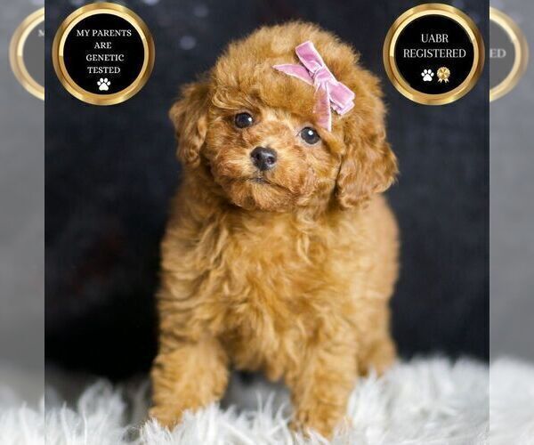Medium Photo #2 Poodle (Miniature) Puppy For Sale in WARSAW, IN, USA