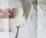 Small Photo #53 Labrador Retriever Puppy For Sale in NEW LENOX, IL, USA