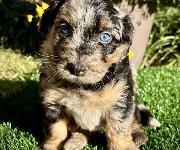 Medium Photo #1 Miniature Bernedoodle Puppy For Sale in GREENSBORO, NC, USA