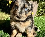 Puppy Iris Miniature Bernedoodle