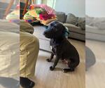Small American Pit Bull Terrier