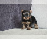 Small Photo #6 Yorkshire Terrier Puppy For Sale in SAN JOSE, CA, USA