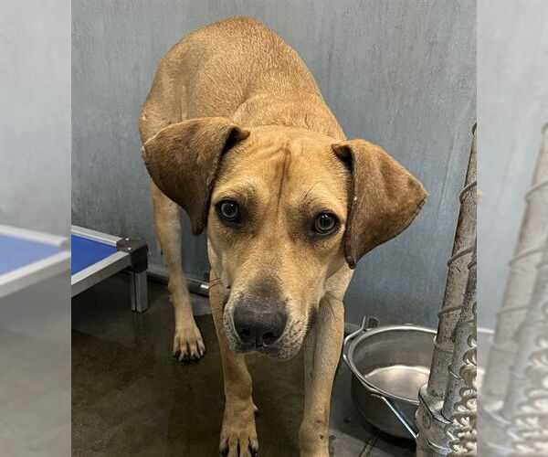 Medium Photo #1 Black Mouth Cur-Unknown Mix Puppy For Sale in Tavares, FL, USA