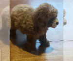Small #1 Poodle (Miniature)