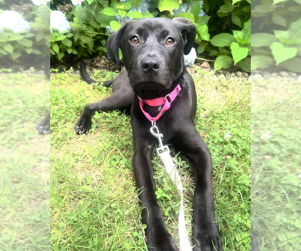 Medium Photo #18 Labrador Retriever-Unknown Mix Puppy For Sale in Brewster, NY, USA