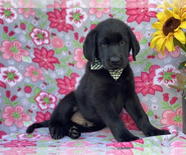 Medium Photo #1 Shepradors Puppy For Sale in LANCASTER, PA, USA