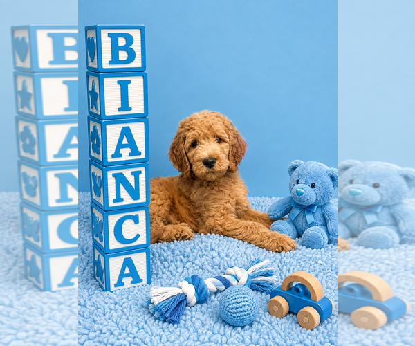 Medium Photo #3 Goldendoodle Puppy For Sale in SAINT CLOUD, MN, USA