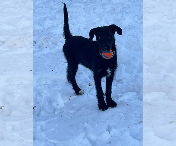 Medium Photo #9 Labradoodle Puppy For Sale in pomfret, CT, USA