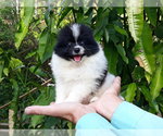 Small Photo #1 Pomeranian Puppy For Sale in WEST PALM BEACH, FL, USA