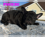 Small Photo #7 French Bulldog Puppy For Sale in CLARKSTON, UT, USA