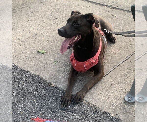 Medium Photo #2 Labrador Retriever-Unknown Mix Puppy For Sale in Rockaway, NJ, USA